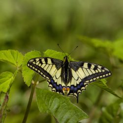 Old World Swallowtail (Papilio machaon)