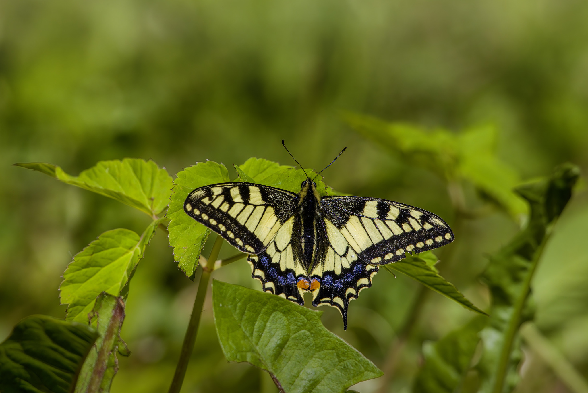 Old World Swallowtail (Papilio machaon)