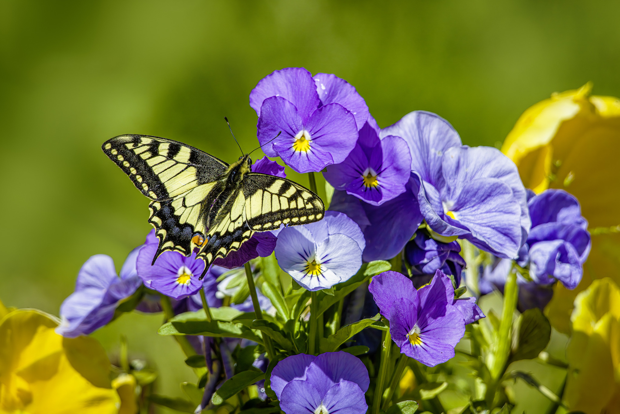 Old World Swallowtail (Papilio machaon)