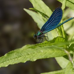 Beautiful Demoiselle (Calopteryx virgo)