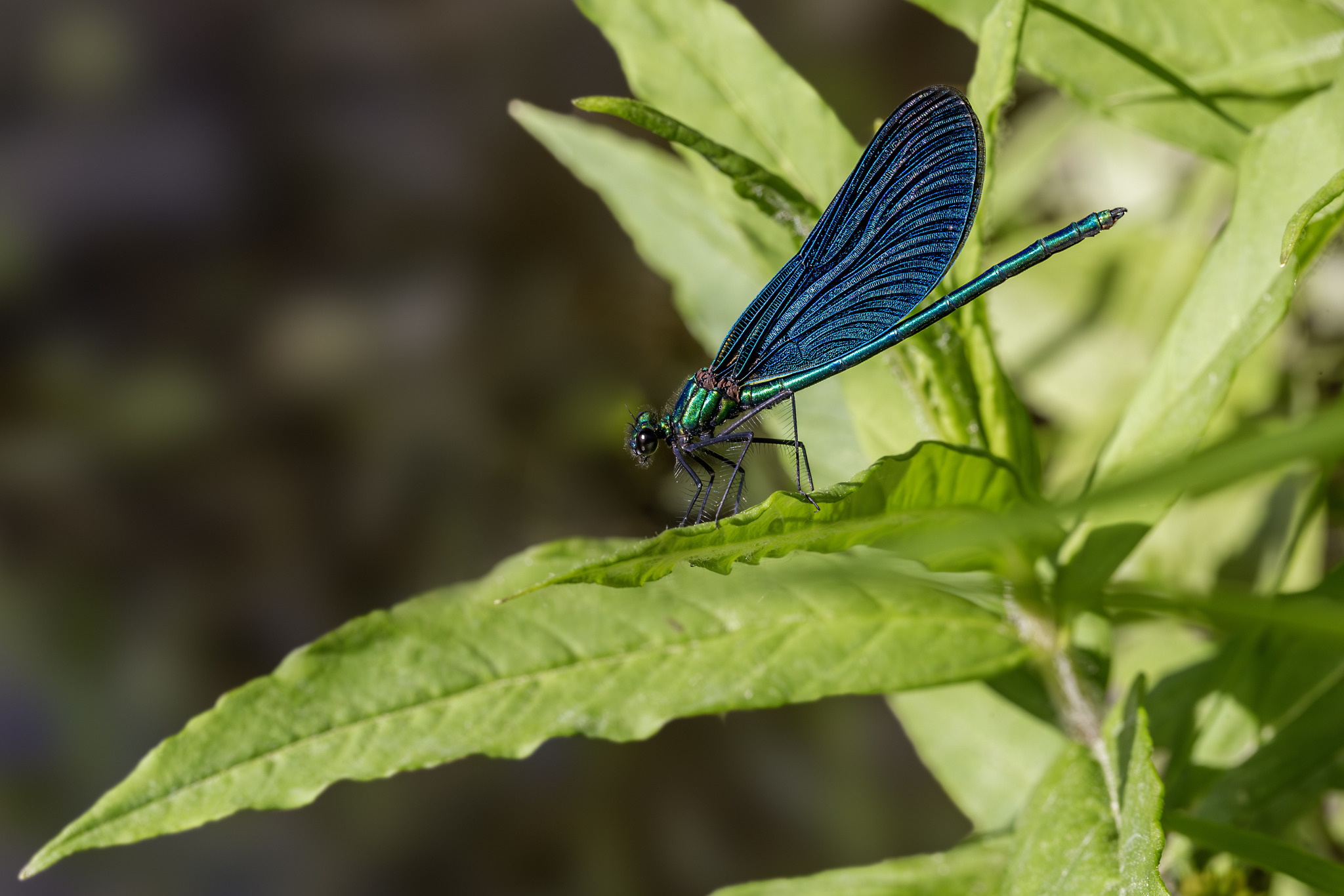 Beautiful Demoiselle (Calopteryx virgo)