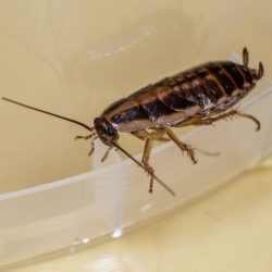 German cockroach (Blattella germanica)