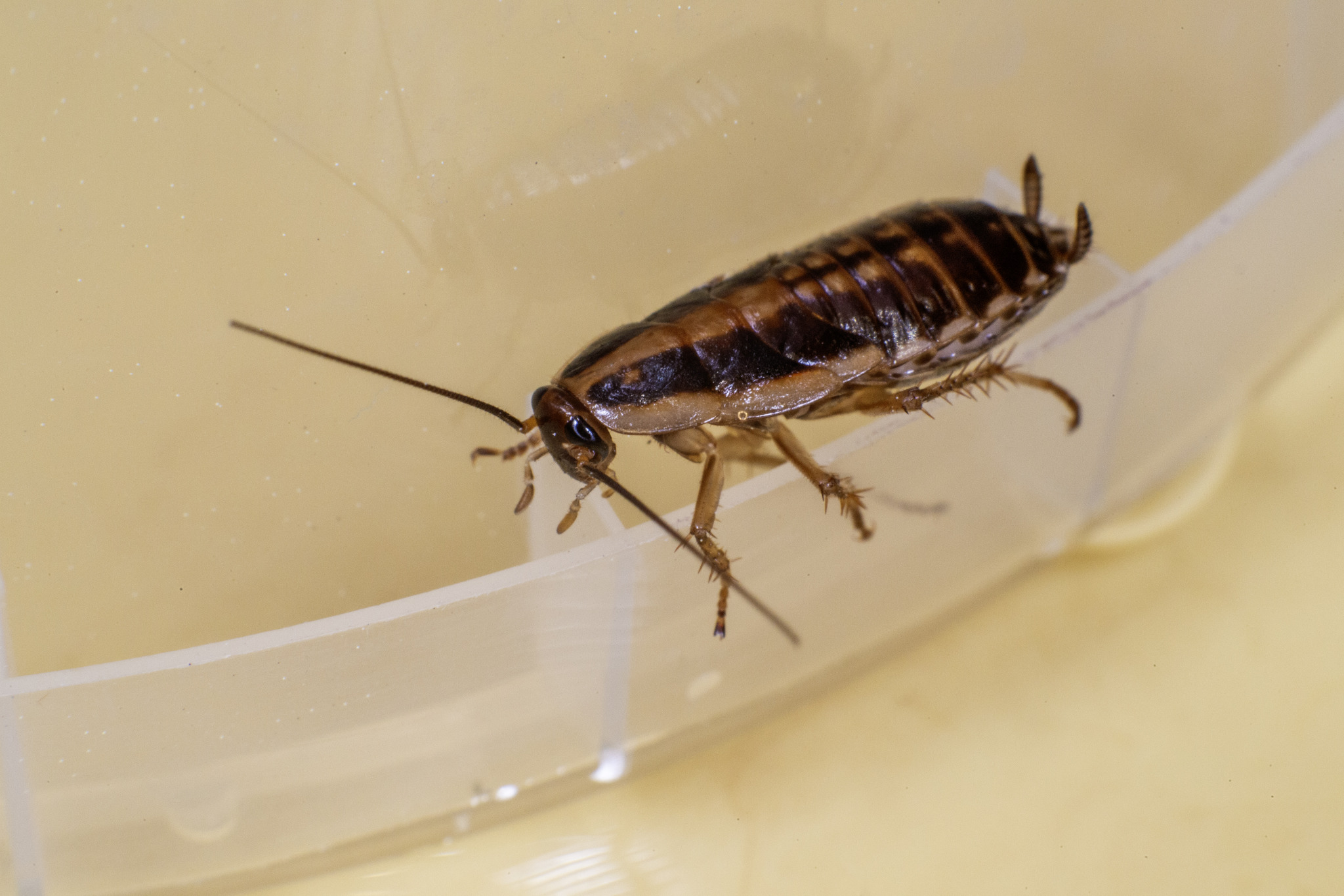 German cockroach (Blattella germanica)