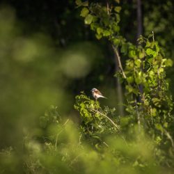 Red-backed Shrike (Lanius collurio)