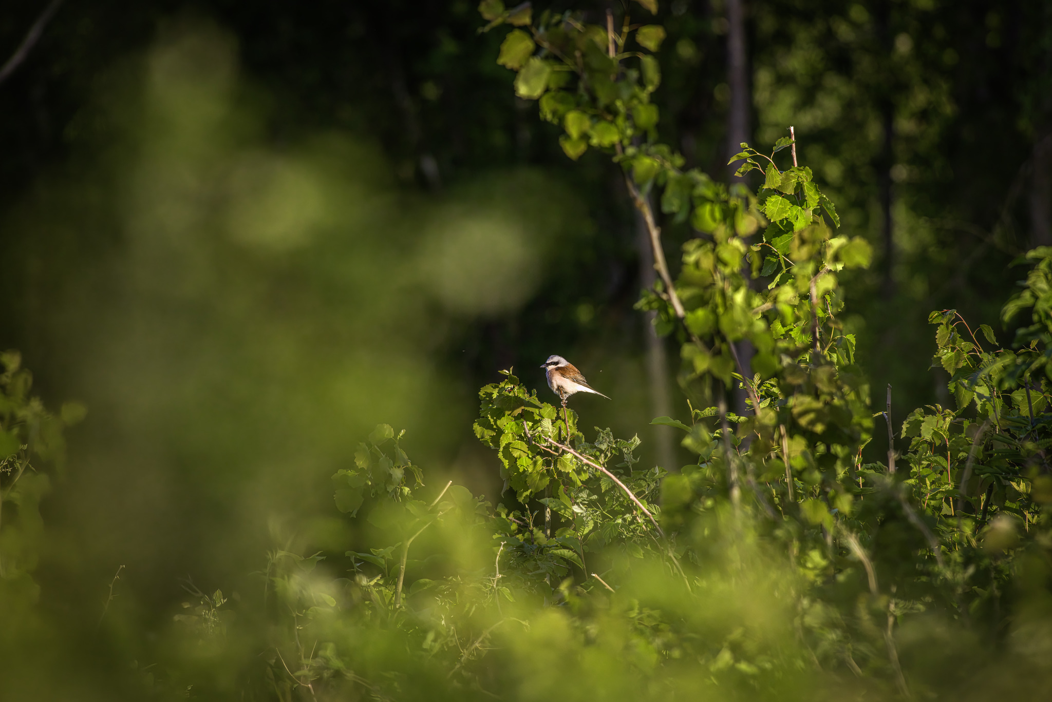 Red-backed Shrike (Lanius collurio)