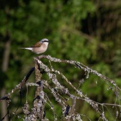 Red-backed Shrike (Lanius collurio)