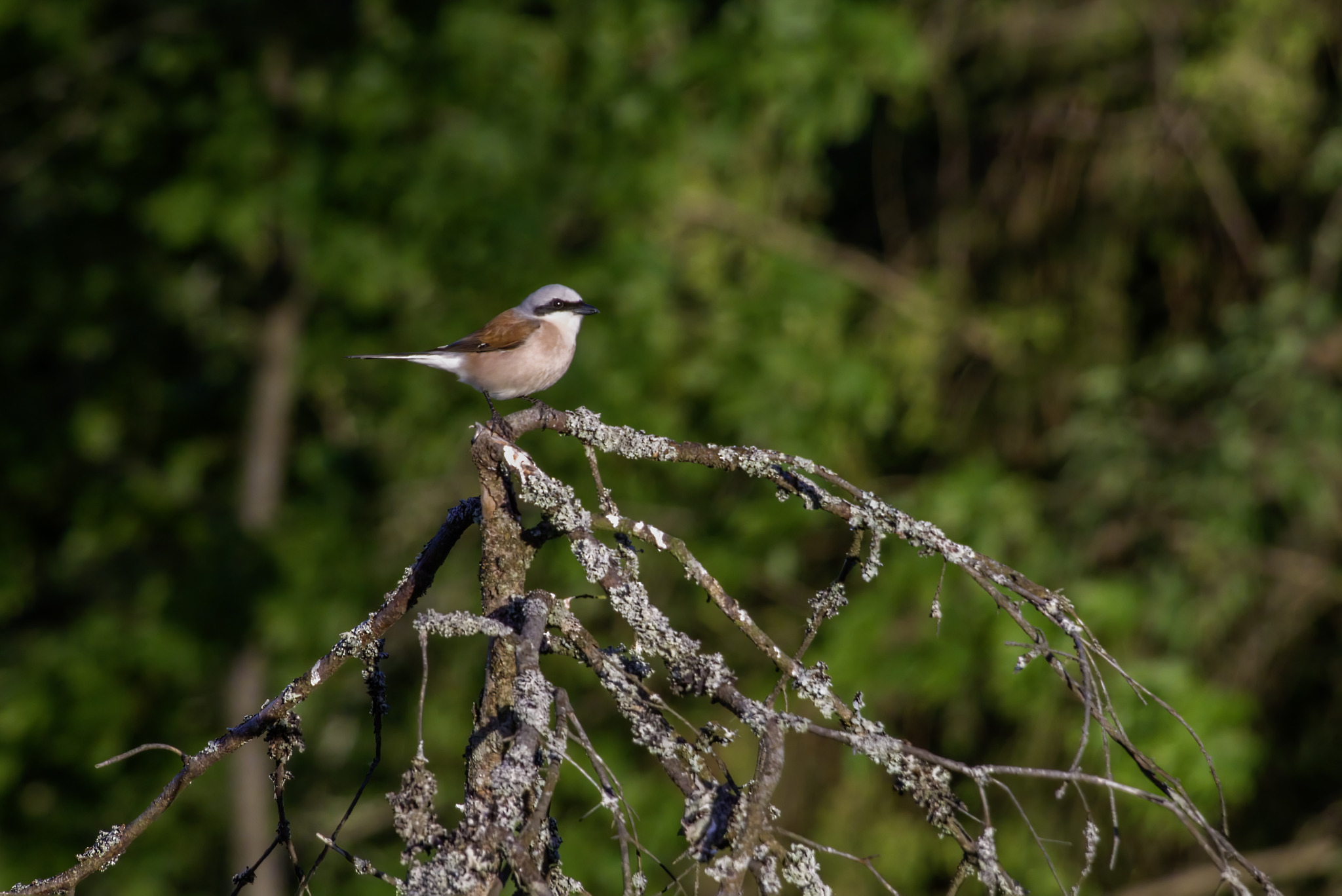 Red-backed Shrike (Lanius collurio)