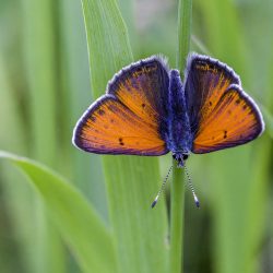 Purple-edged copper (Lycaena hippothoe)