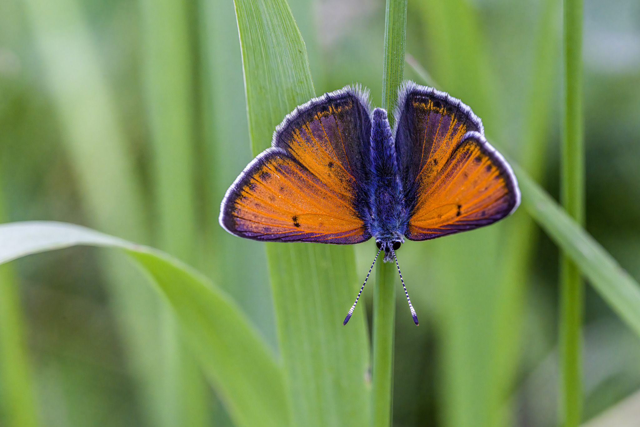 Purple-edged copper (Lycaena hippothoe)