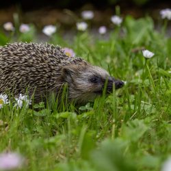 European hedgehog (Erinaceus europaeus)