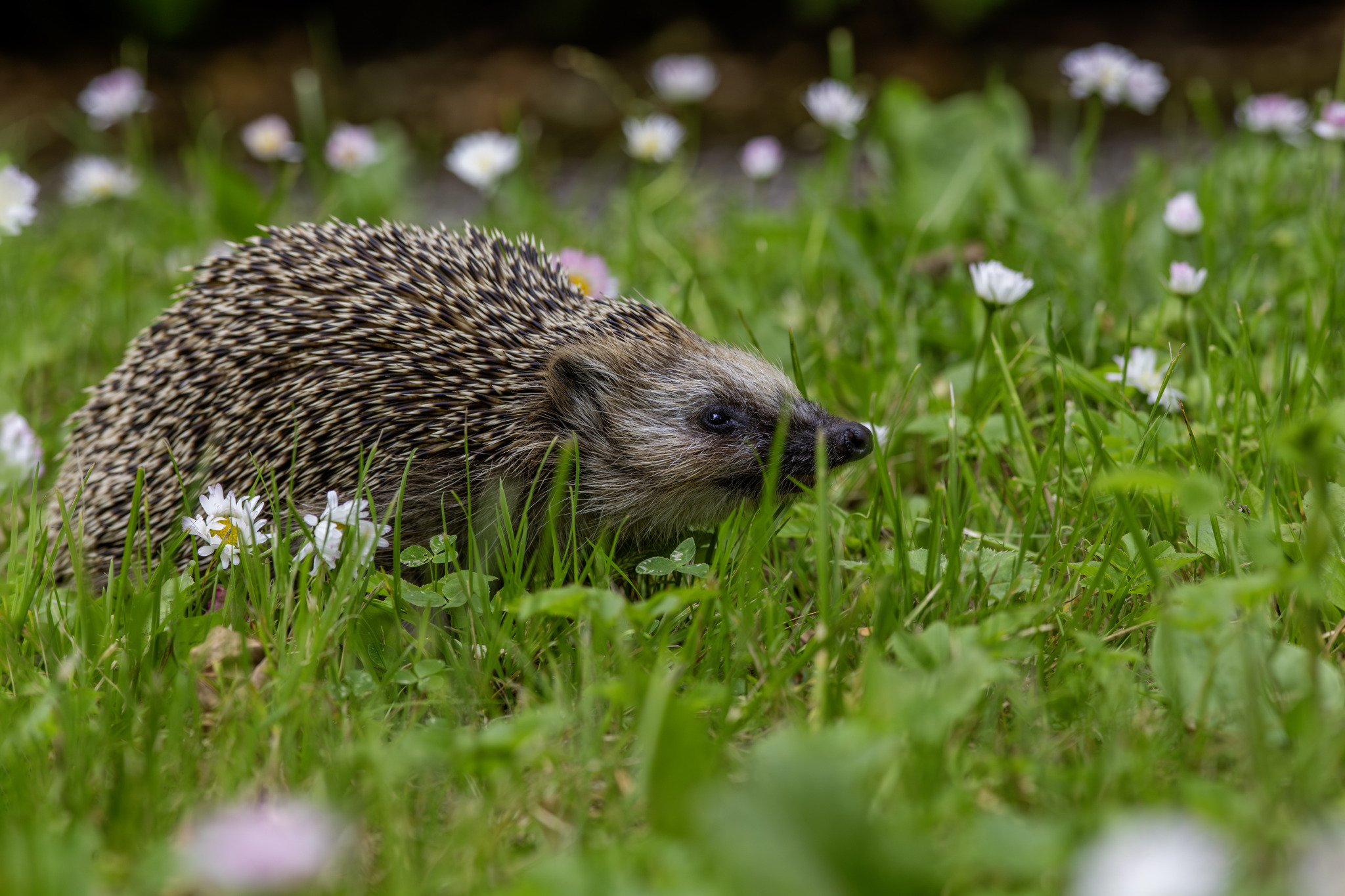 European hedgehog (Erinaceus europaeus)