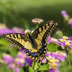 Old World Swallowtail (Papilio machaon)