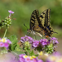 Old World Swallowtail (Papilio machaon)