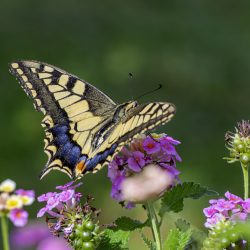 Old World Swallowtail (Papilio machaon)