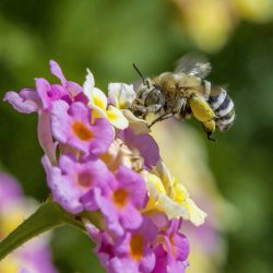 Honey Bee (Amegilla calceifera)