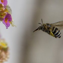 Honey bee (Amegilla calceifera)