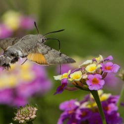 Hummingbird hawk moth (Macroglossum stellaturum)