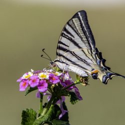 Scarce Swallowtail (Iphiclides podalirius)