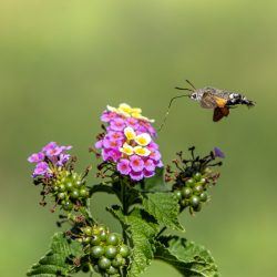 Hummingbird hawk moth (Macroglossum stellaturum)