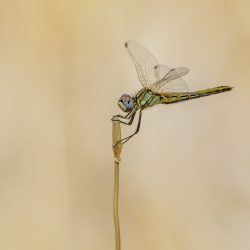 Red-veined Darter (Sympetrum fonscolombii)