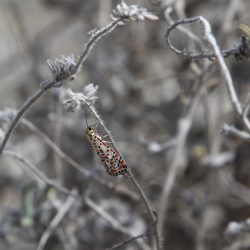 Rattlebox salt-and-pepper moth, Crotalaria moth (Utetheisa lotrix)