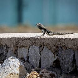 Starred agama (Laudakia stellio)