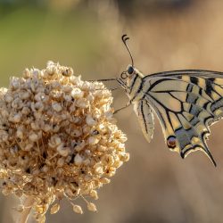 Old World Swallowtail (Papilio machaon)