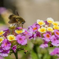Common bee fly (Systoechus vulgaris)
