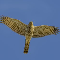 Eurasian sparrowhawk (Accipiter nisus)