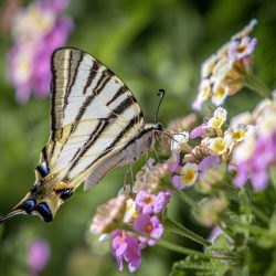 Scarce Swallowtail (Iphiclides podalirius)