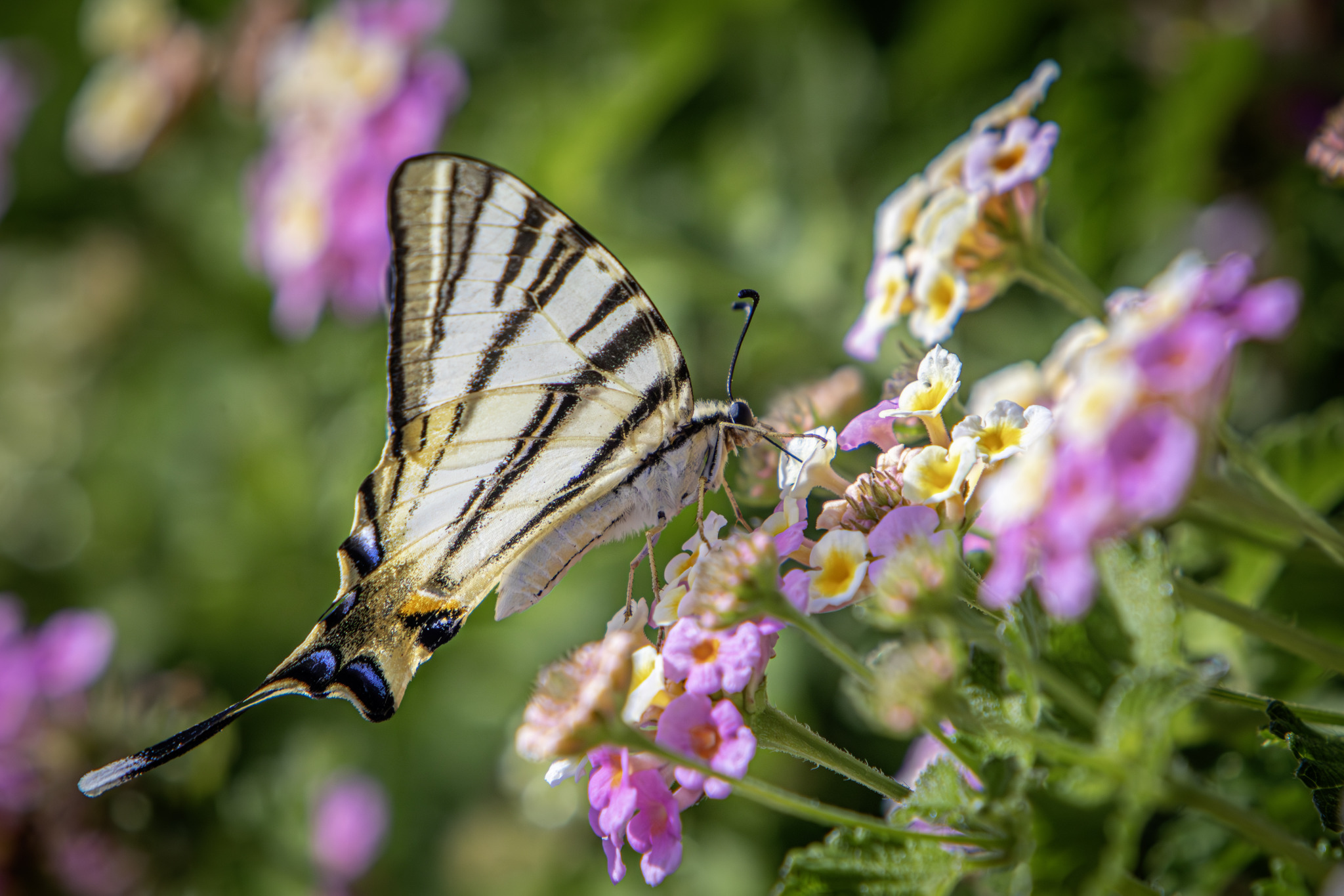 Scarce Swallowtail (Iphiclides podalirius)