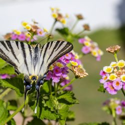 Scarce Swallowtail (Iphiclides podalirius)