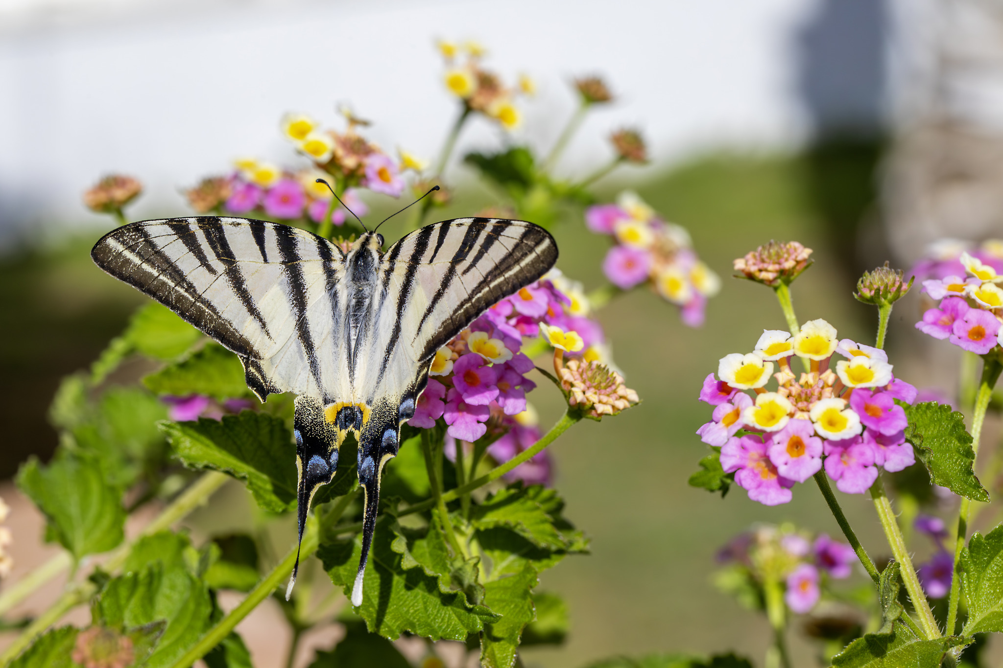 Scarce Swallowtail (Iphiclides podalirius)