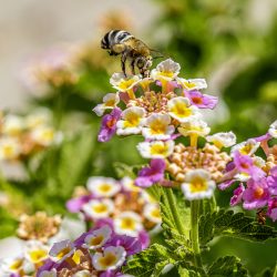 Honey Bee (Amegilla calceifera)