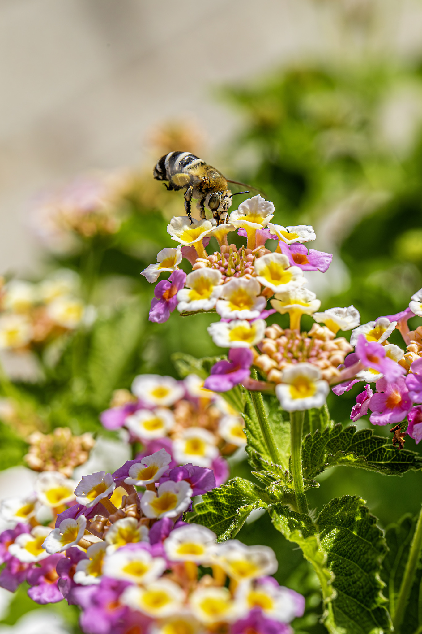 Honey Bee (Amegilla calceifera)