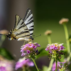 Scarce Swallowtail (Iphiclides podalirius)