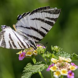 Scarce Swallowtail (Iphiclides podalirius)