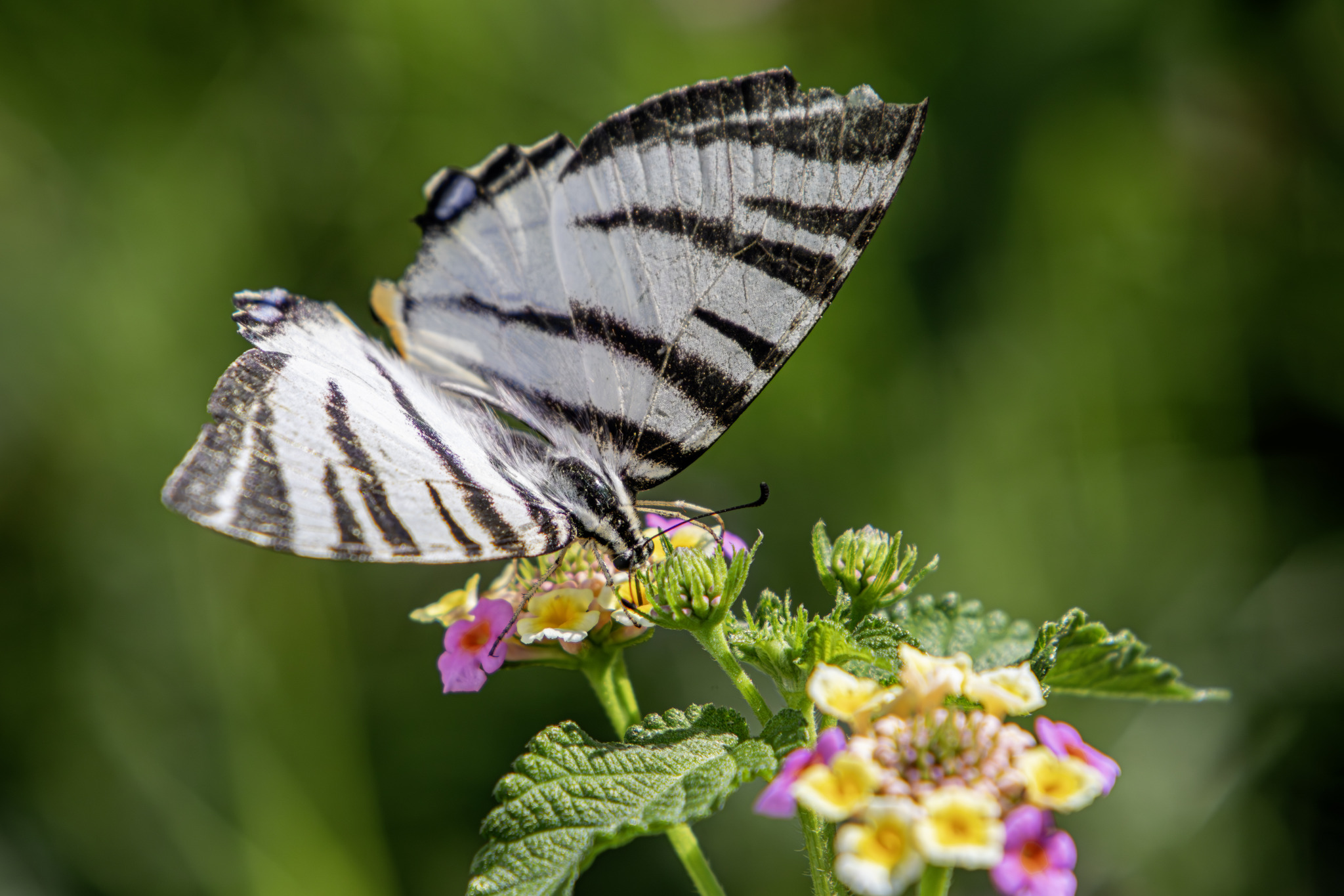 Scarce Swallowtail (Iphiclides podalirius)