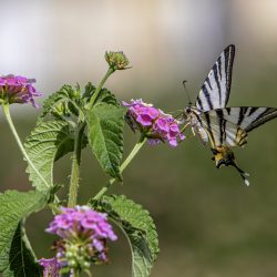 Scarce Swallowtail (Iphiclides podalirius)