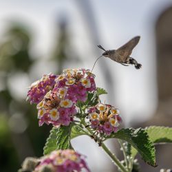 Hummingbird hawk moth (Macroglossum stellaturum)