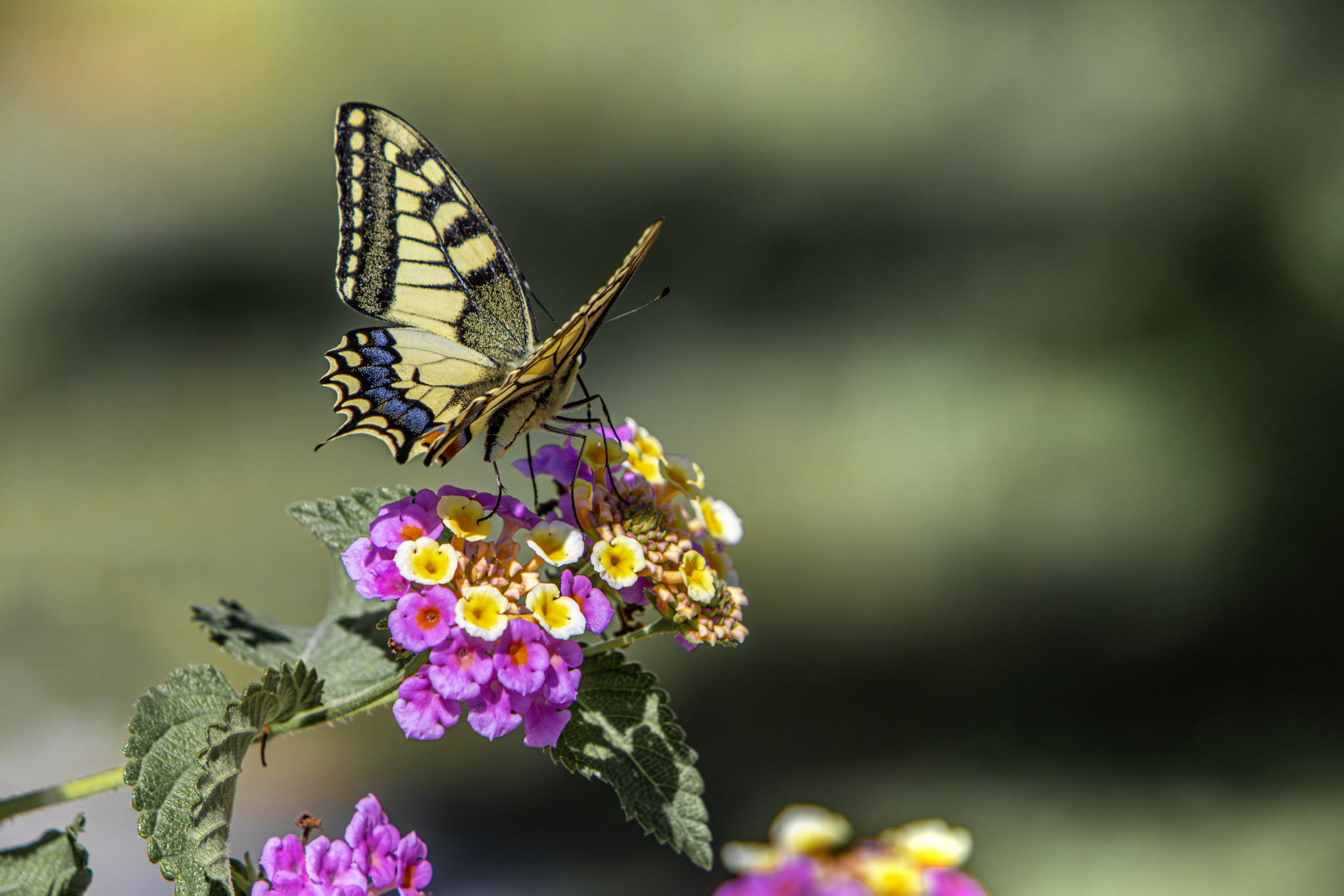 Old World Swallowtail (Papilio machaon)