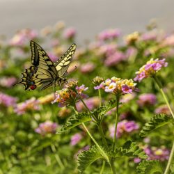 Old World Swallowtail (Papilio machaon)