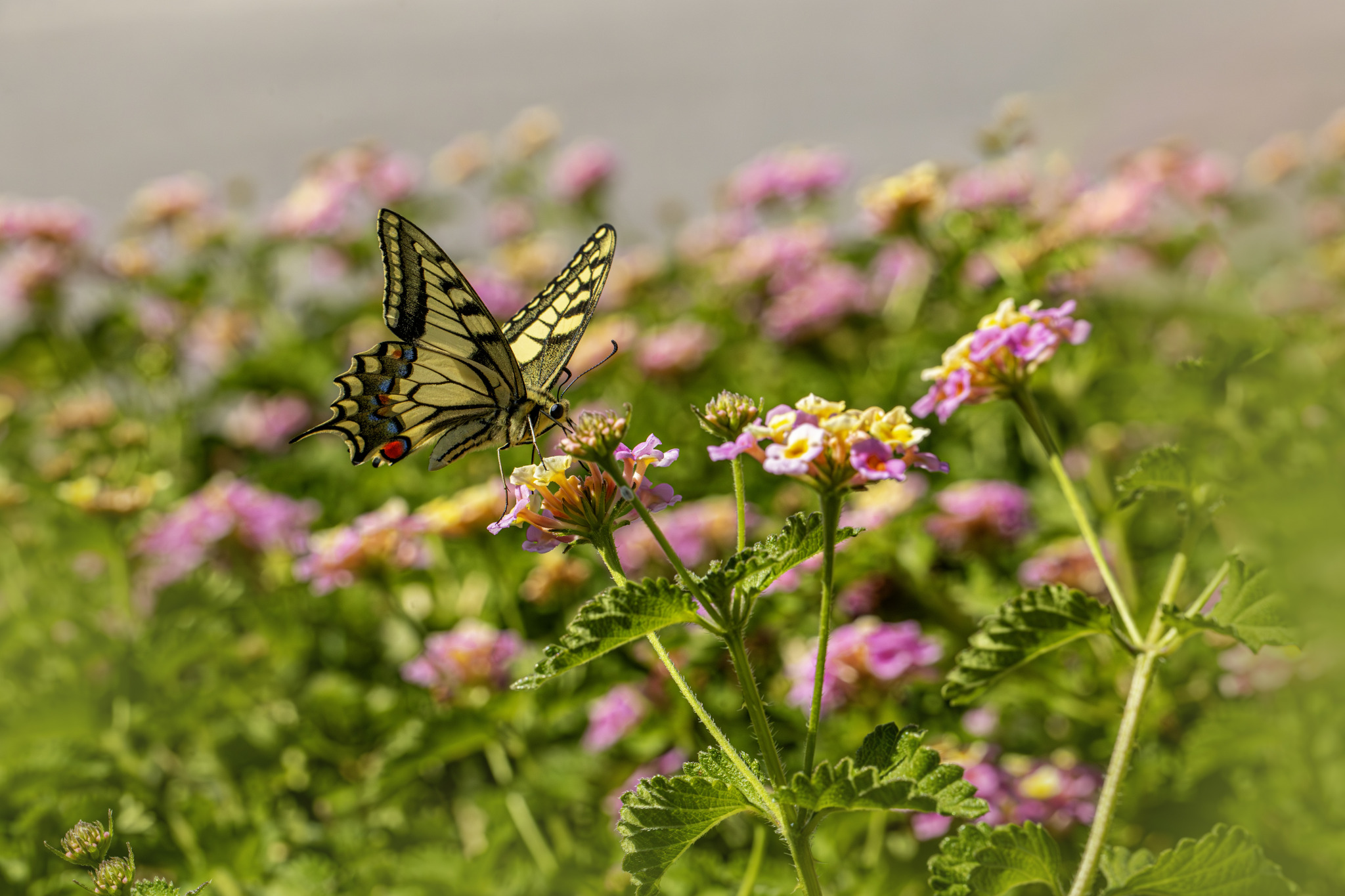 Old World Swallowtail (Papilio machaon)