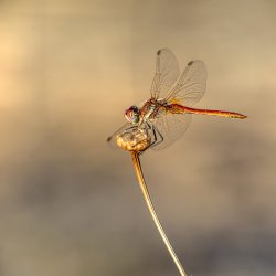Red-veined Darter (Sympetrum fonscolombii)