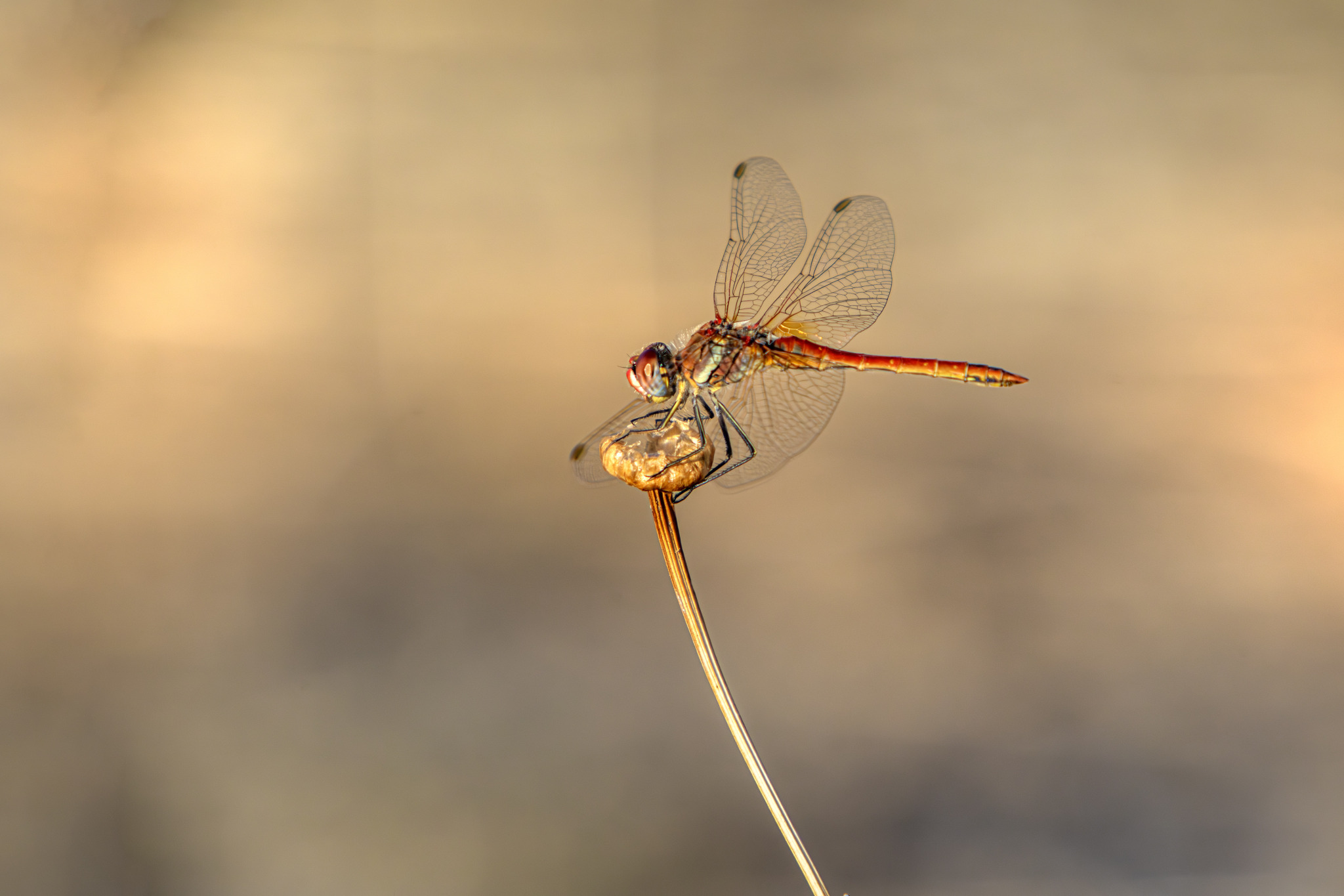 Red-veined Darter (Sympetrum fonscolombii)