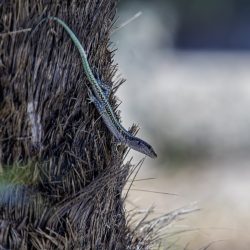 Anatolian Rock Lizard (Anatololacerta oertzeni)