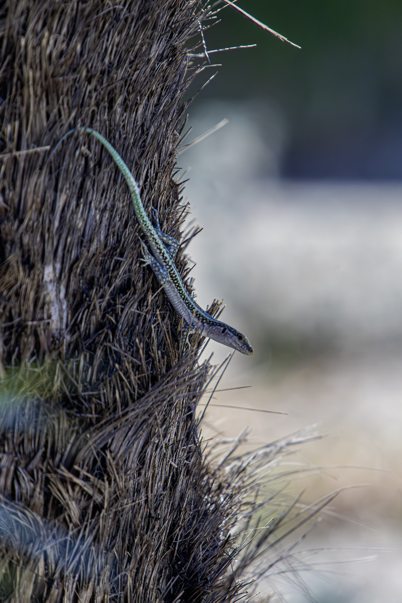 Anatolian Rock Lizard (Anatololacerta oertzeni)