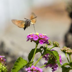 Hummingbird hawk moth (Macroglossum stellaturum)