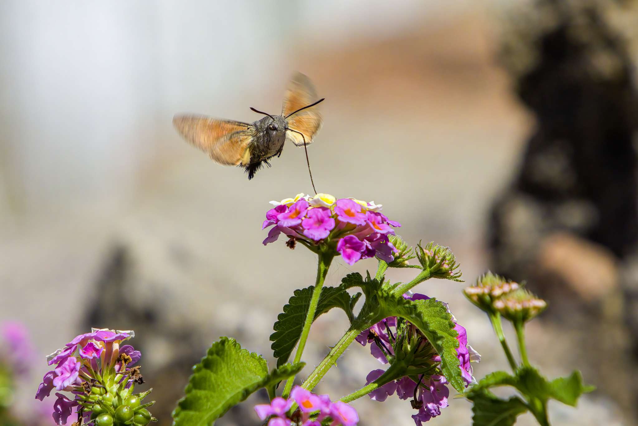 Hummingbird hawk moth (Macroglossum stellaturum)