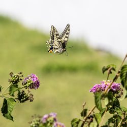 Old World Swallowtail (Papilio machaon)